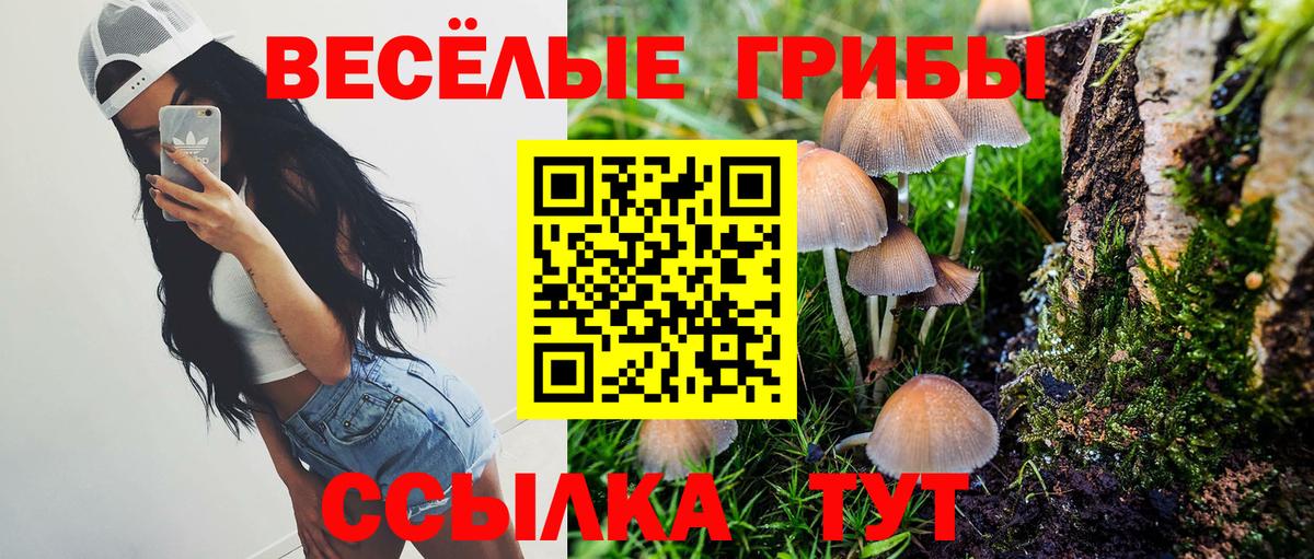 Псилоцибиновые грибы Psilocybe Свободный